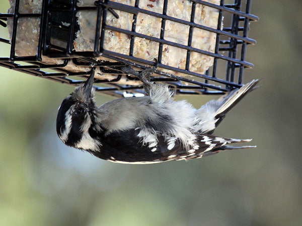 woodpecker-on-suet-cage
