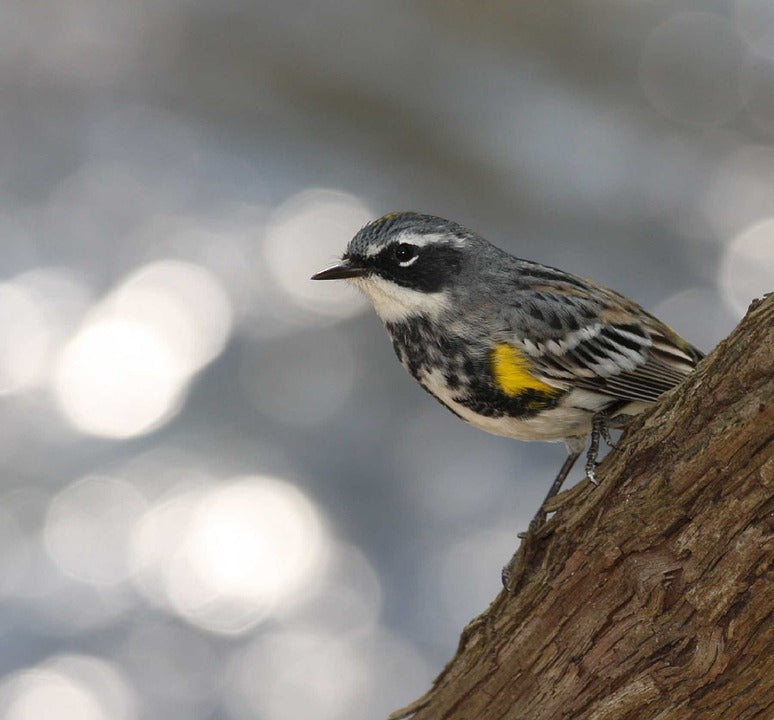 yellow-rumped-warbler