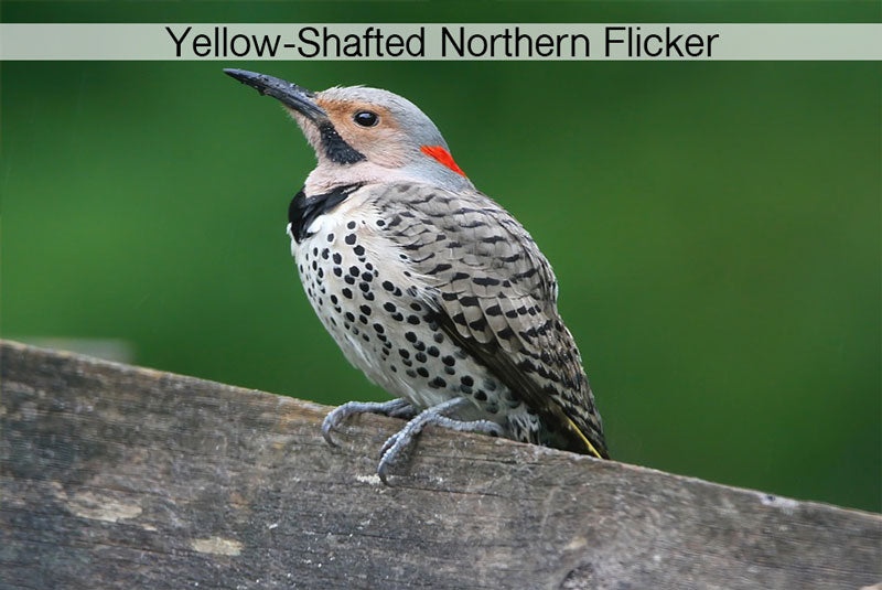 Tips for Identifying Northern Flickers