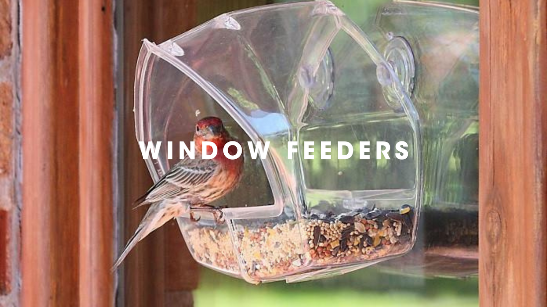  Window Feeders Gilligallou Bird. Bird in clear window feeder with bird seed.