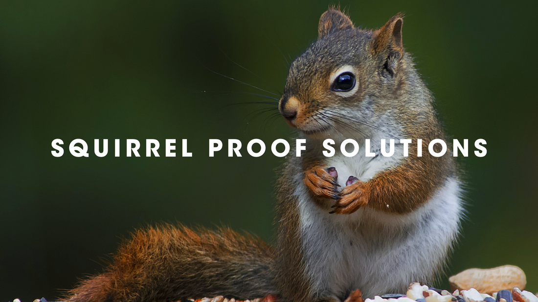  Squirrel Proof Bird Feeder Solutions