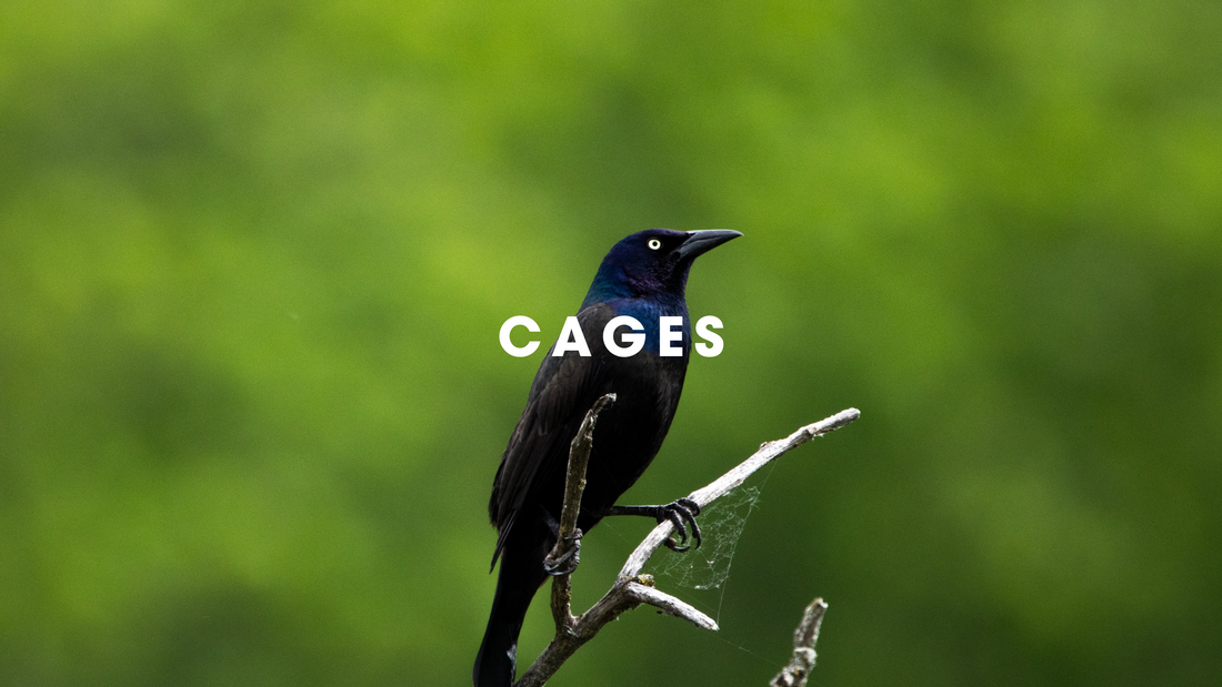  Cages Gilligallou Bird. Grackle bird.