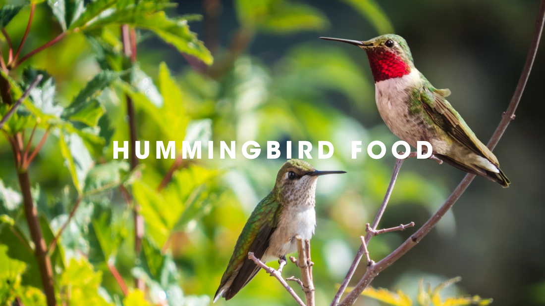  Hummingbird Food Gilligallou Bird. Two hummingbirds in foliage. 