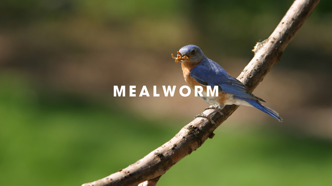  Mealworm Bird Food Gilligallou Bird. Bird eating mealworms on a branch.