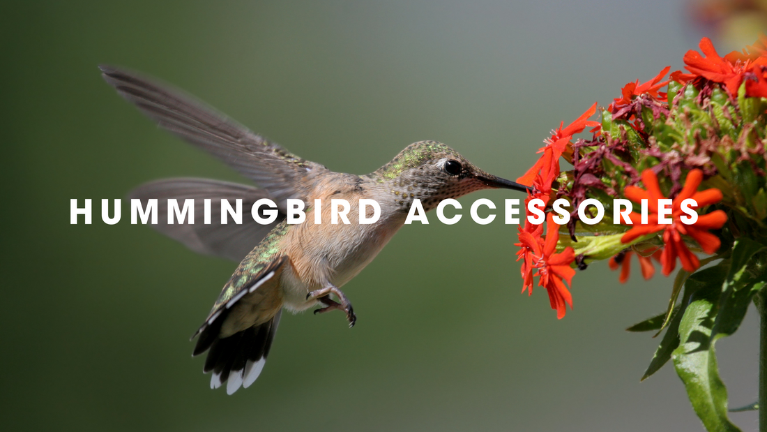  Hummingbird Accessories