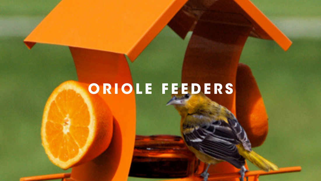  Oriole Feeders Gilligalou Birds. Oriole bird at bright orange Oriole feeders.