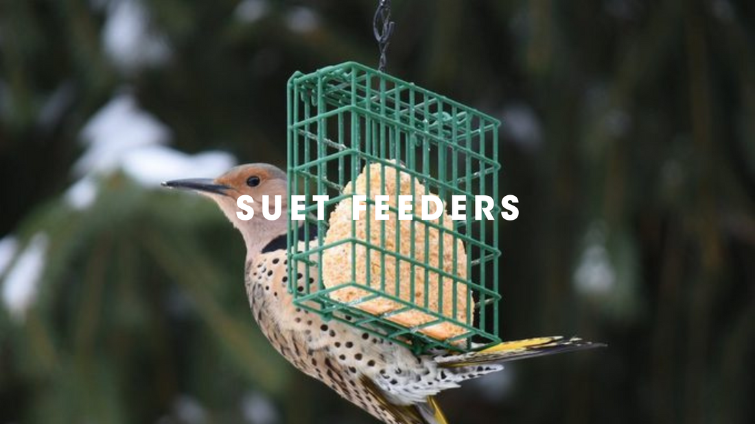 Suet Feeders Gilligallou Bird. Bird on a suet cage feeder with suet cage inside.