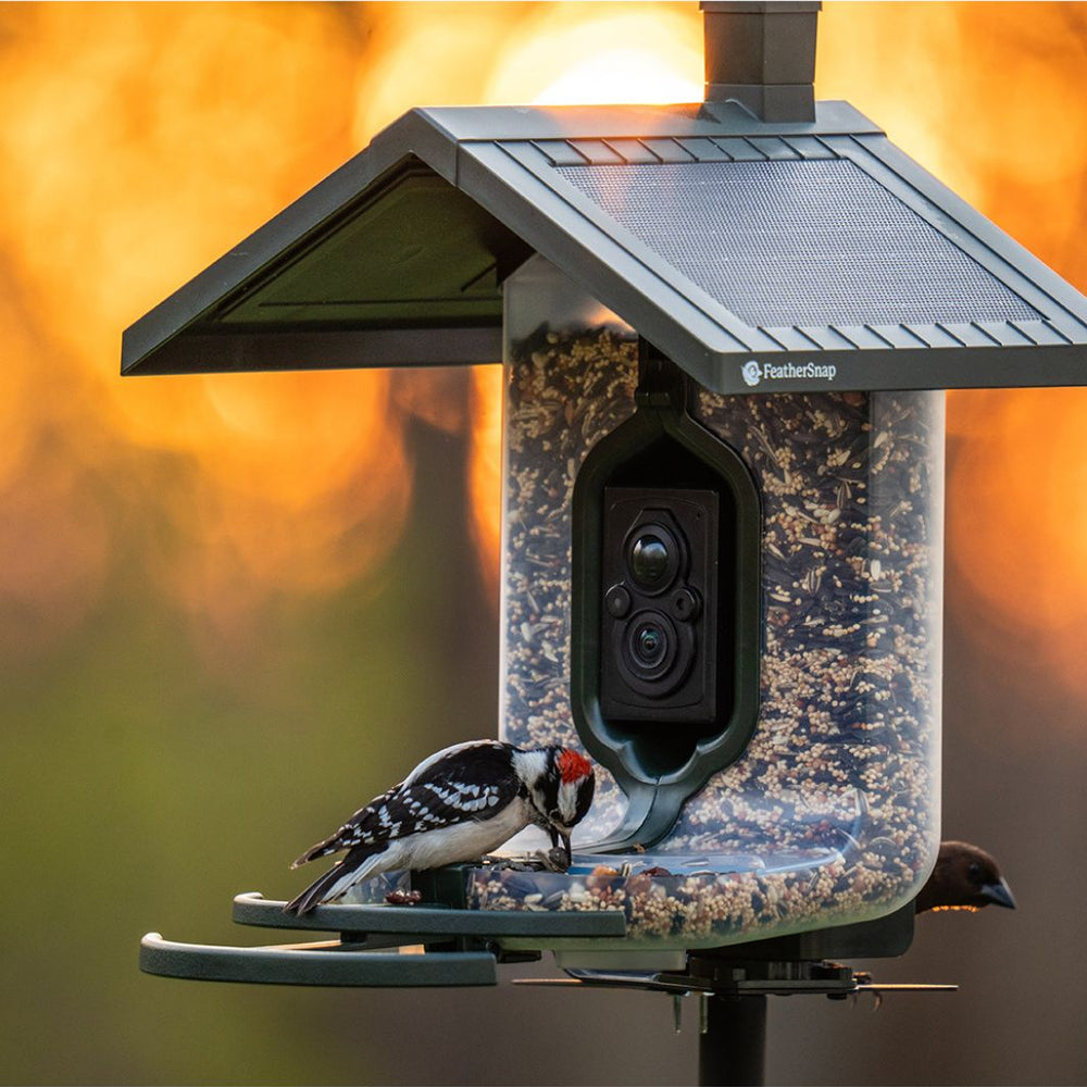 
                      
                        FeatherSnap Scout - Wifi Solar-Powered Smart Bird Feeder
                      
                    