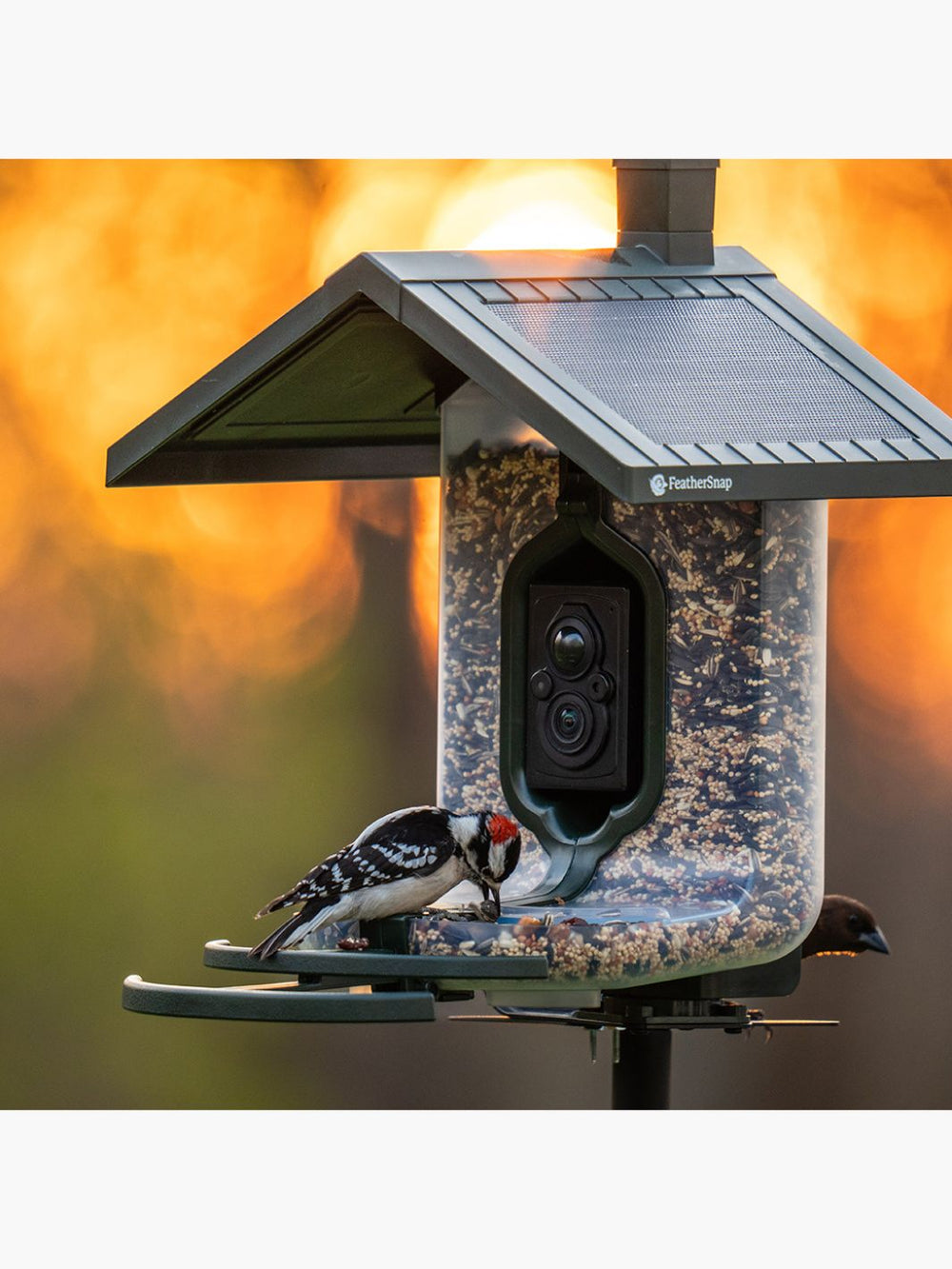 FeatherSnap Scout - Wifi Solar-Powered Smart Bird Feeder