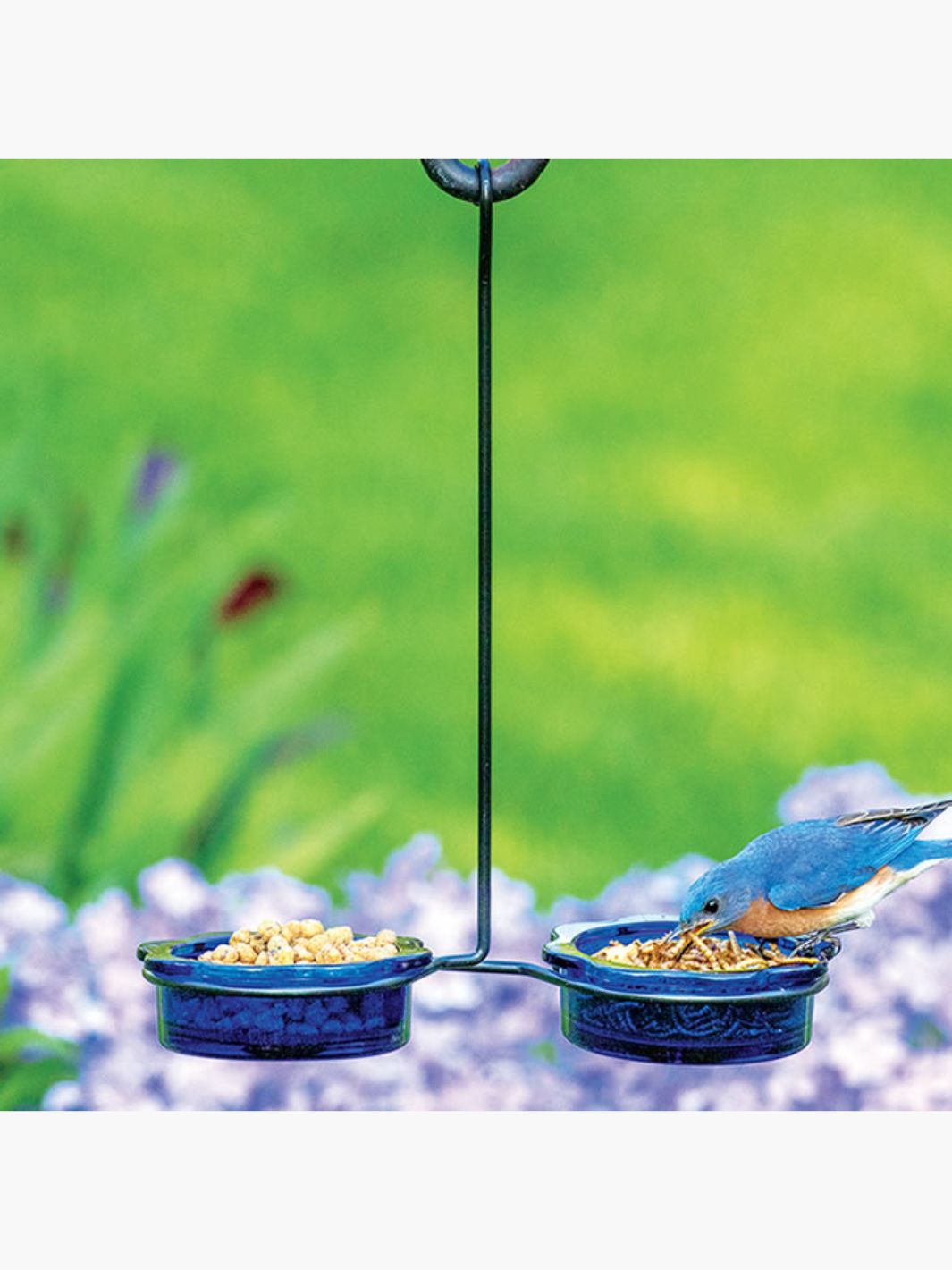 Double Dish Bluebird Feeder