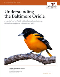 Understanding the Baltimore Oriole