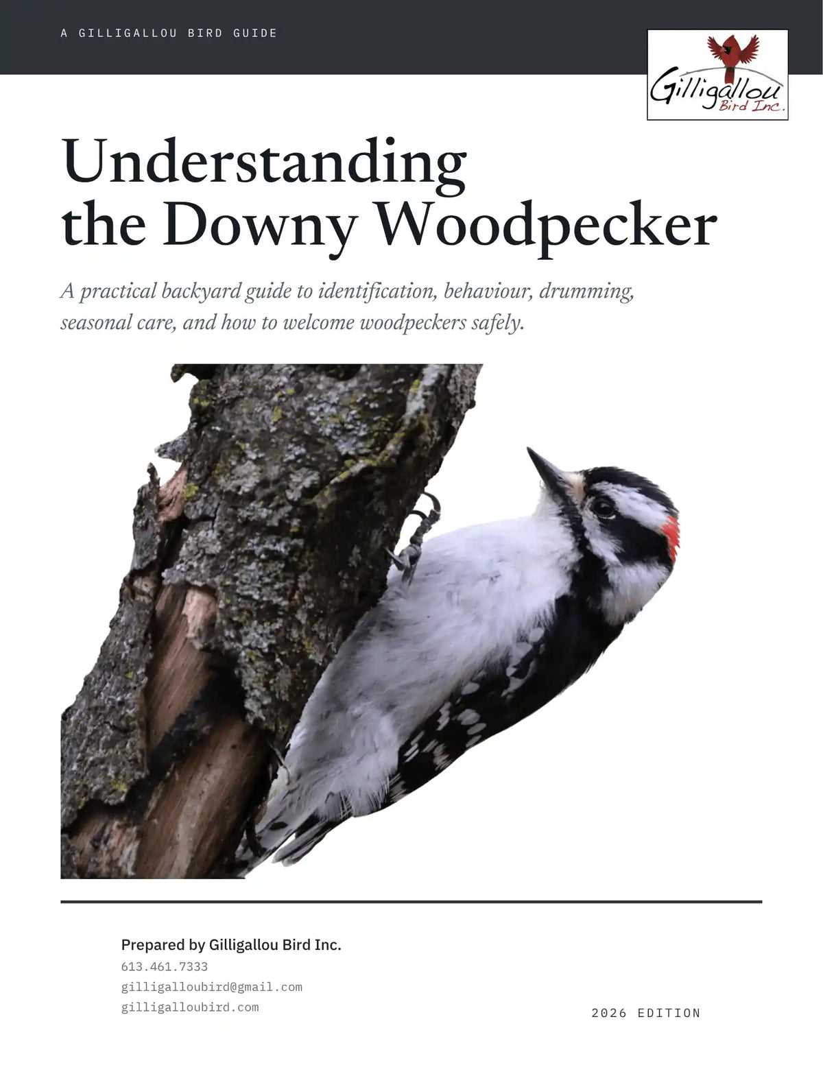 Understanding the Downy Woodpecker