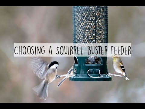 Squirrel Buster Plus Feeder