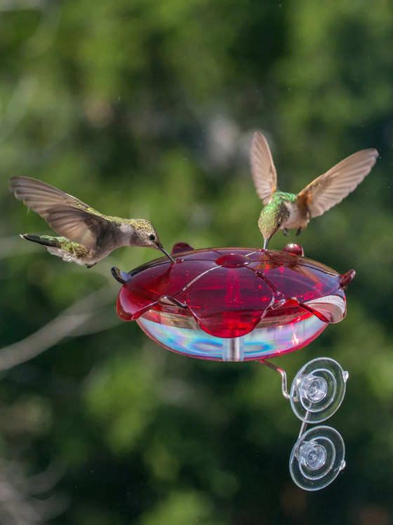 The Ruby Sipper Window Hummingbird Feeder - 5 oz