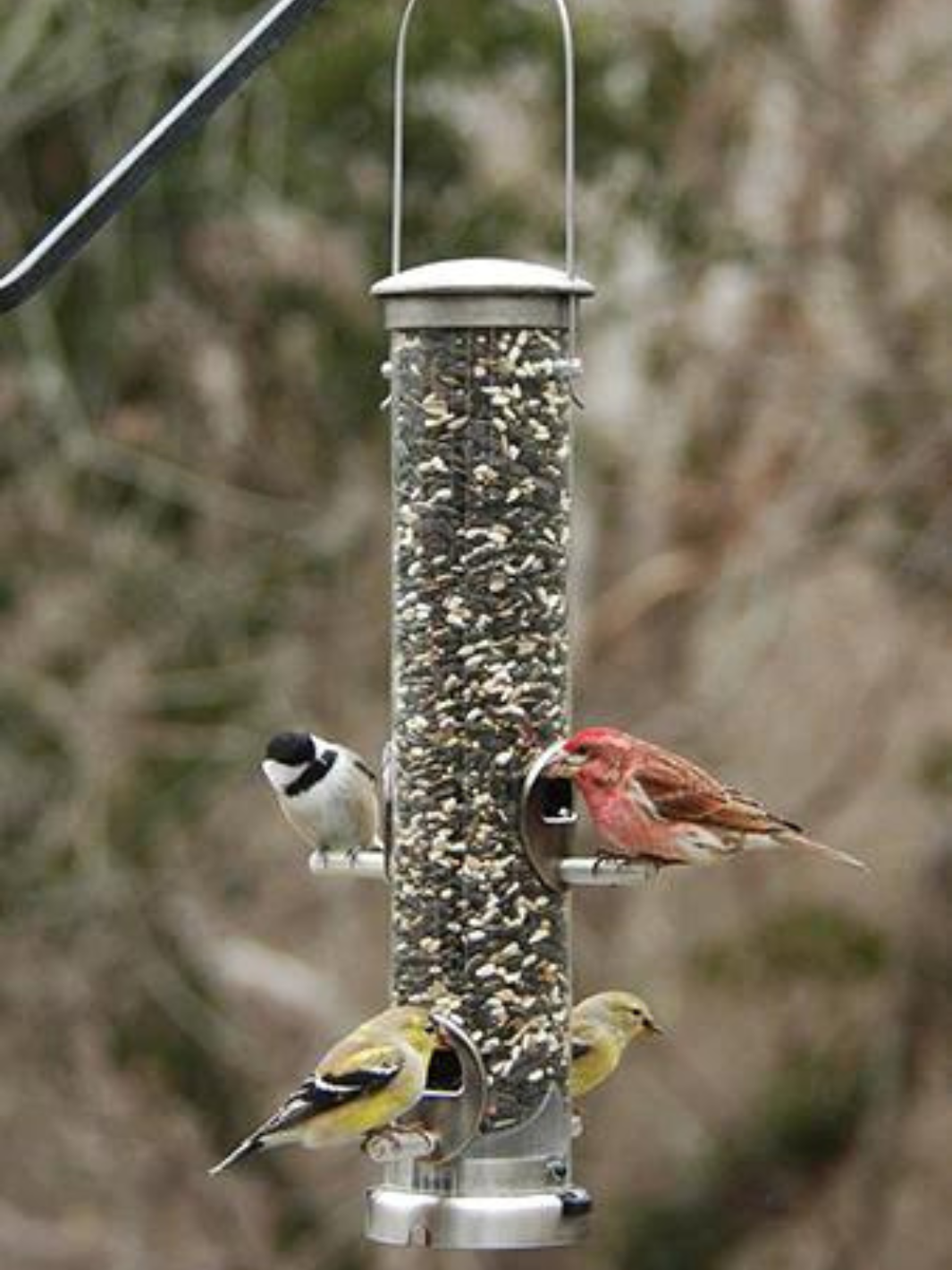 Bird supply store clearance