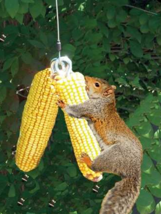 Squngee Deluxe Squirrel Feeder