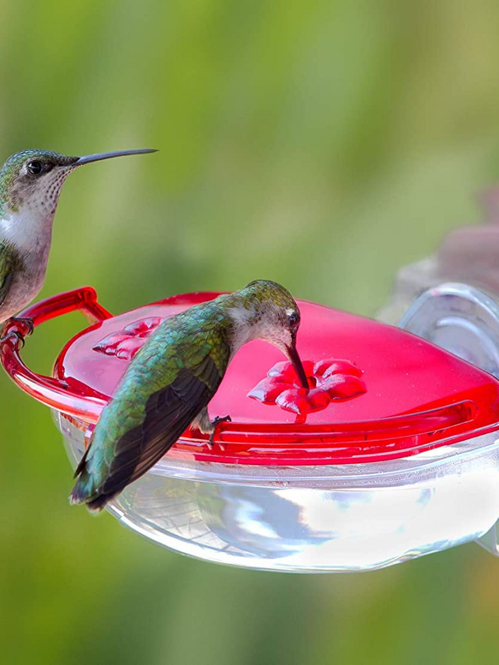 Gem Hummingbird Window Feeder - 4 oz