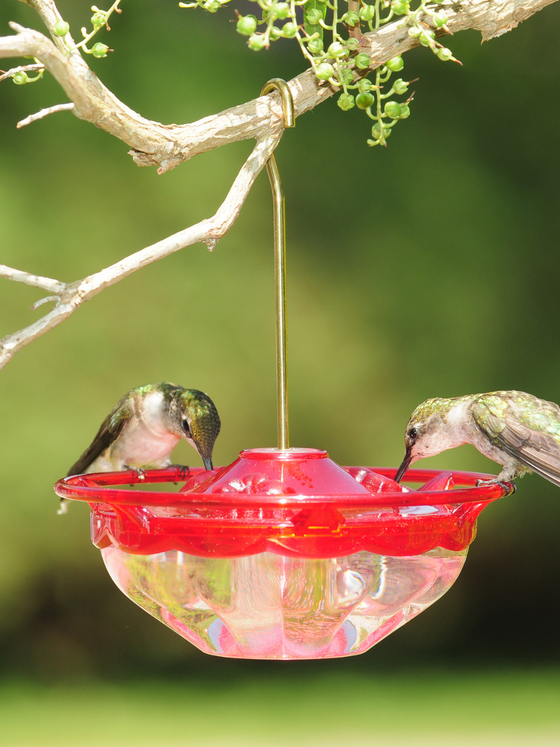 Humm-Blossom Hummingbird Feeder - 4 oz