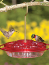 Little Fancy Hummingbird Feeder - 8 oz