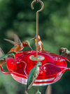 Little Flyer-4 Hummingbird Feeder - 10 oz