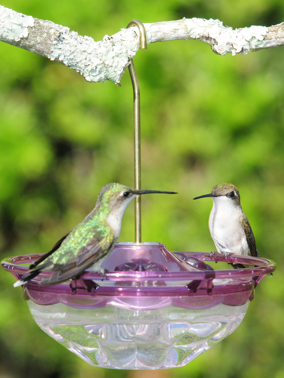 Humm-Blossom Hummingbird Feeder - 4 oz