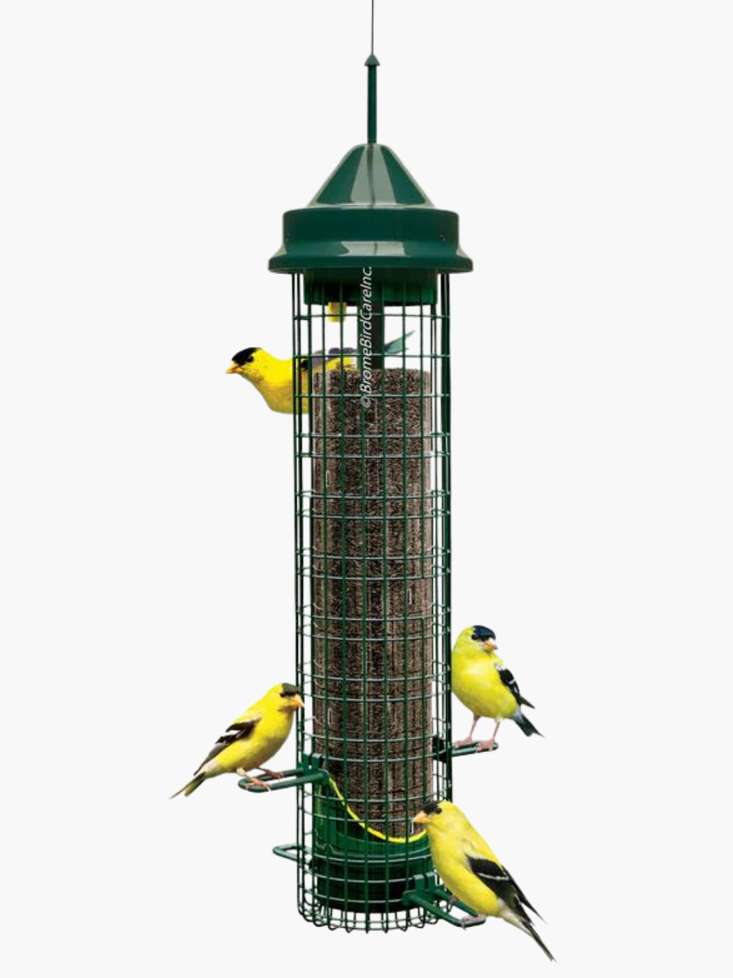 Bird store clearance