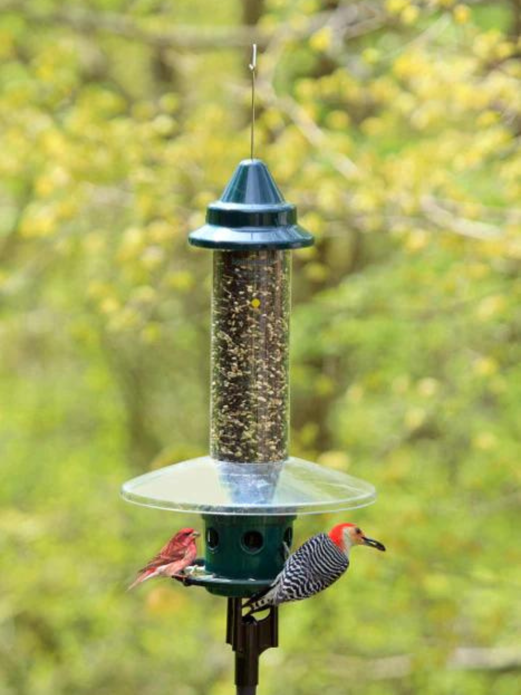 Squirrel Buster Plus Feeder – Gilligallou Bird