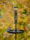Squirrel Buster Seed Buster Feeder Tray