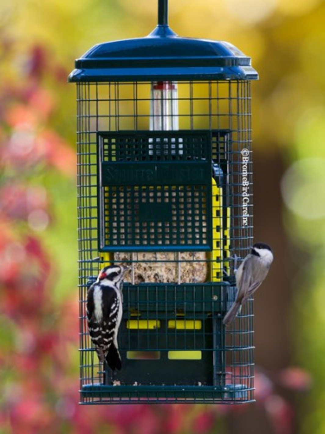 Squirrel Buster Suet Feeder